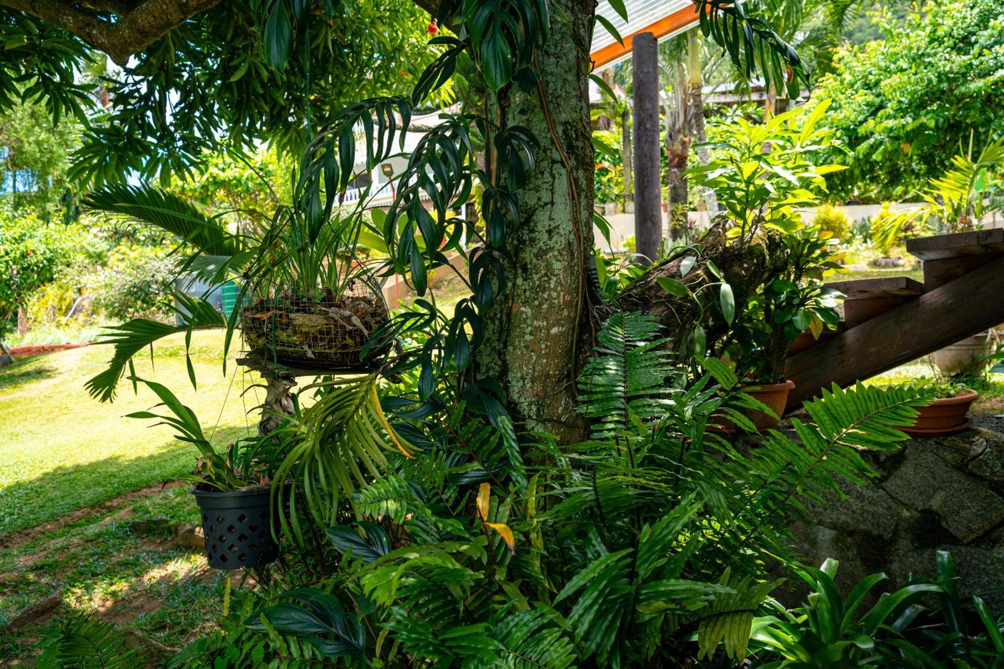 Lemongrass Lodge Beau Vallon  Exterior foto